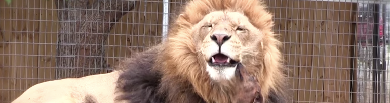 Sales Skills Training: Don't Be an Eager Puppy, Be a Proud Lion 🦁